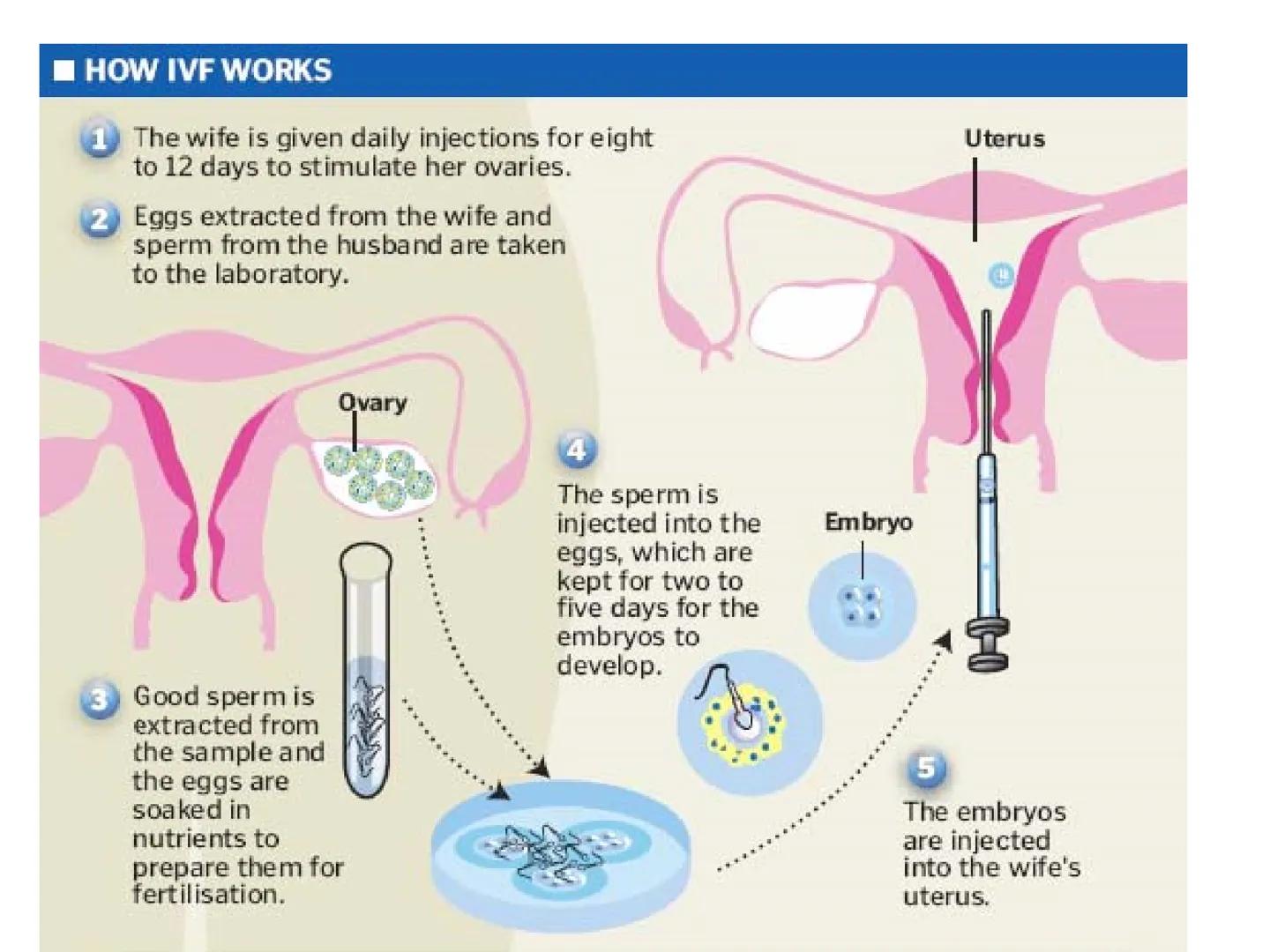 Hormones
The human body contains many organs,
which need to communicate with one
another. Hormones carry information.
between organs, hormon