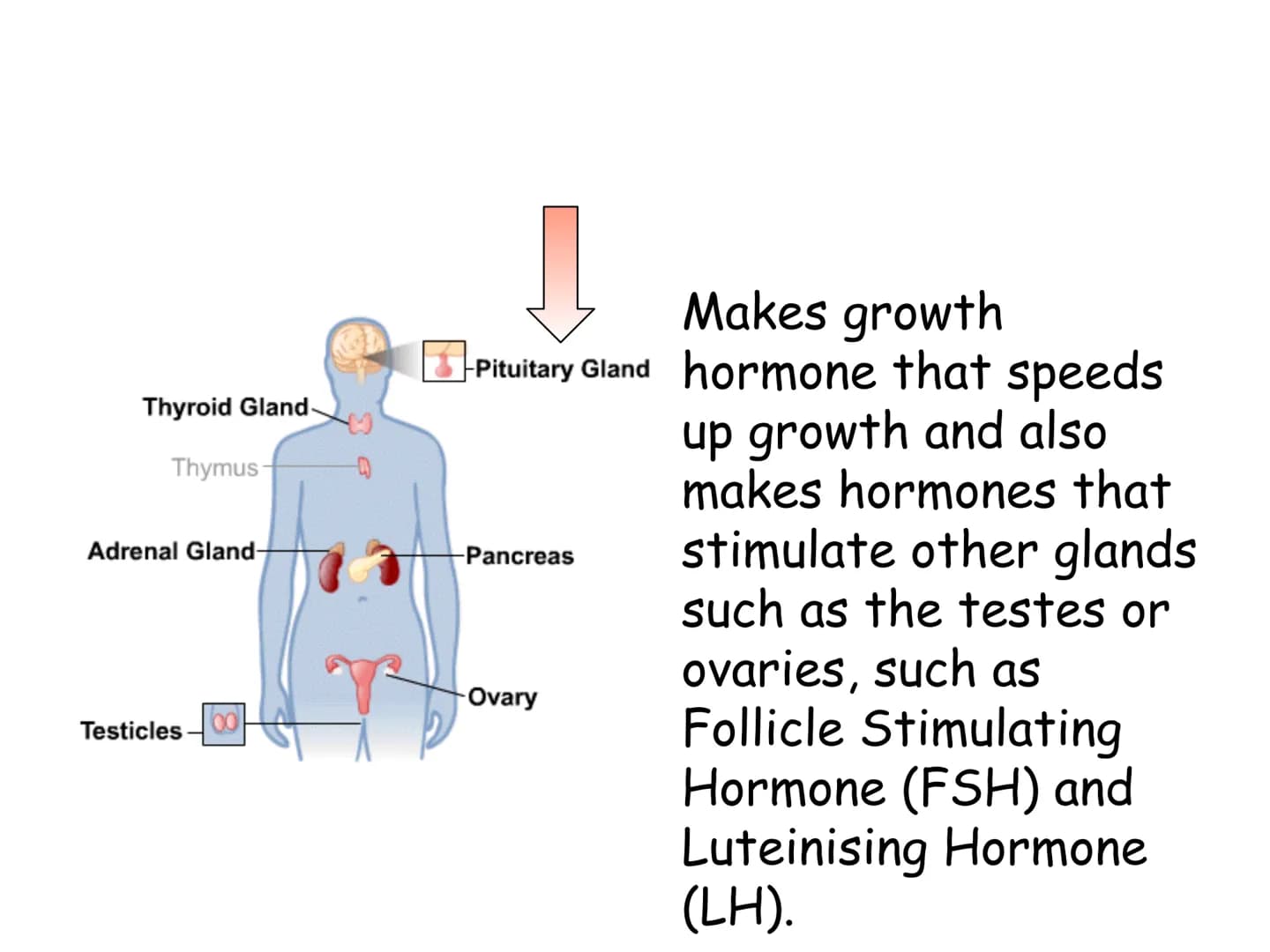 Hormones
The human body contains many organs,
which need to communicate with one
another. Hormones carry information.
between organs, hormon