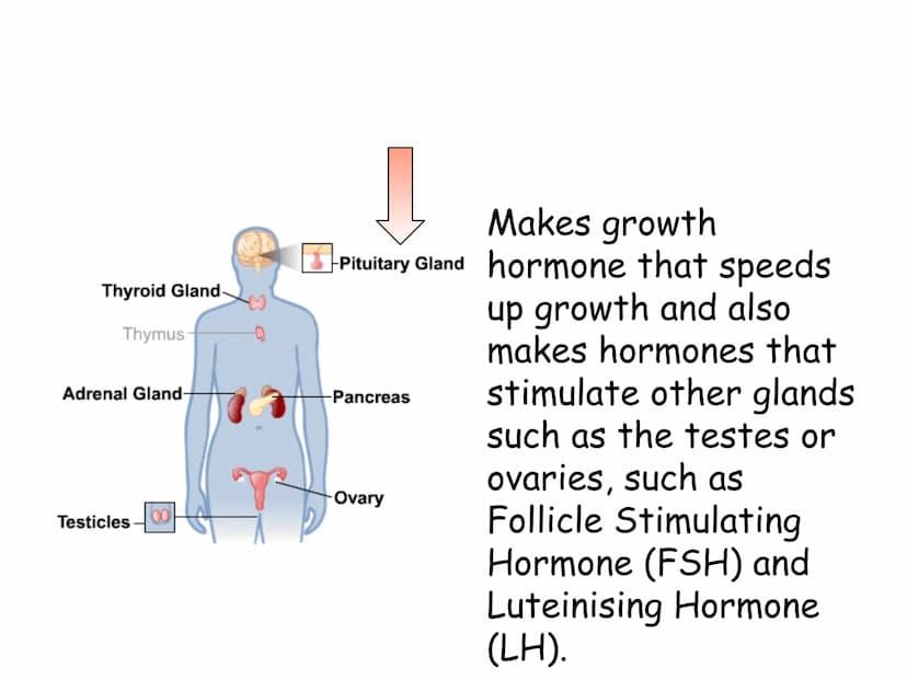 Hormones
The human body contains many organs,
which need to communicate with one
another. Hormones carry information.
between organs, hormon