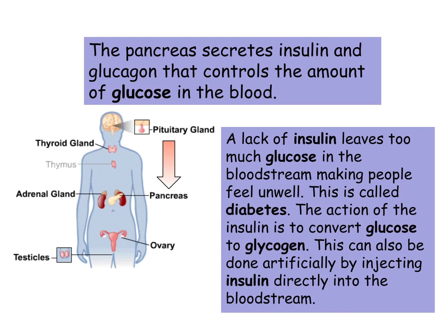 Hormones
The human body contains many organs,
which need to communicate with one
another. Hormones carry information.
between organs, hormon