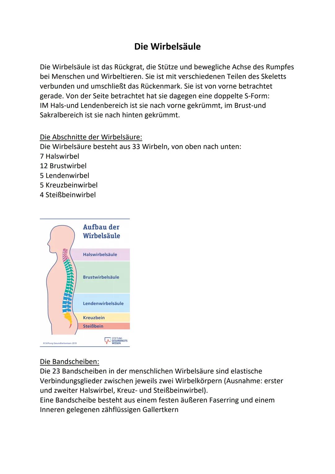 # Die Wirbelsäule

Die Wirbelsäule ist das Rückgrat, die Stütze und bewegliche Achse des Rumpfes
bei Menschen und Wirbeltieren. Sie ist mit 