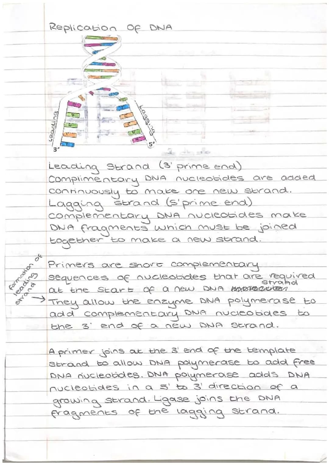 DNA Replication Guide - Higher Biology SQA Notes and PDF