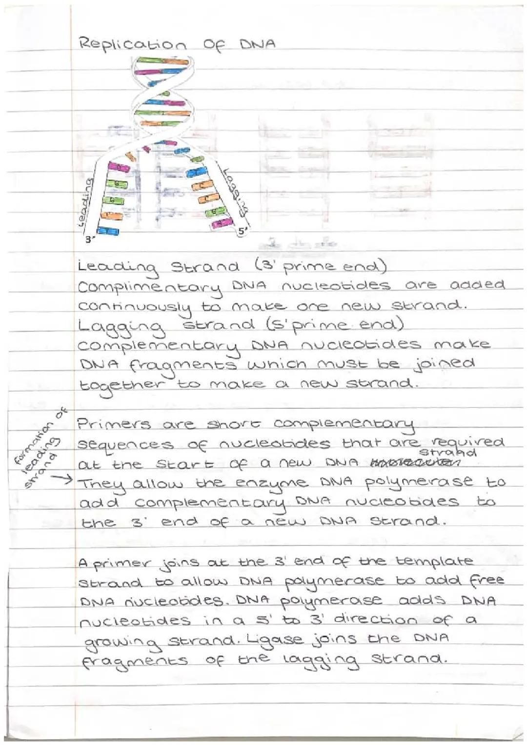 DNA Replication Guide - Higher Biology SQA Notes and PDF