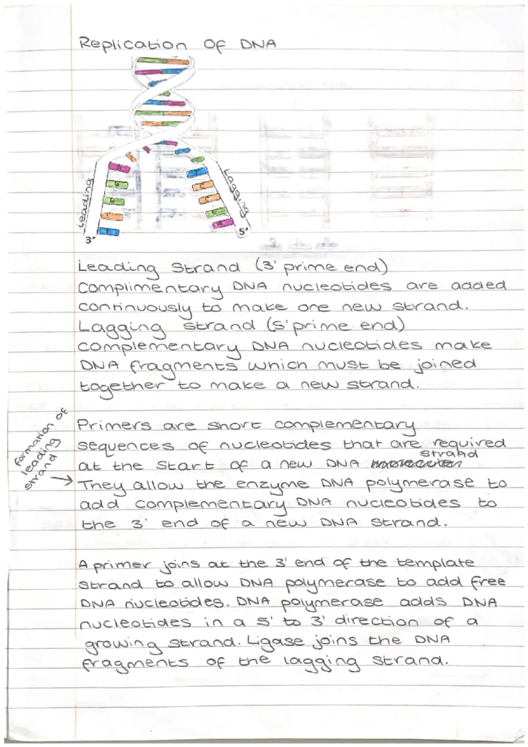 formation of
Strading
Replication of DNA
bu ของ
3'
Leading Strand (3' prime end).
Complimentary DNA
nucleotides are added
continuously to ma