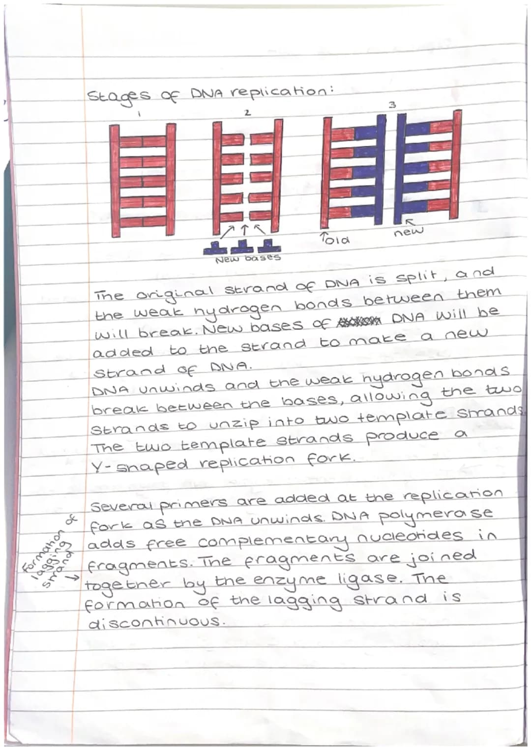 formation of
Strading
Replication of DNA
bu ของ
3'
Leading Strand (3' prime end).
Complimentary DNA
nucleotides are added
continuously to ma