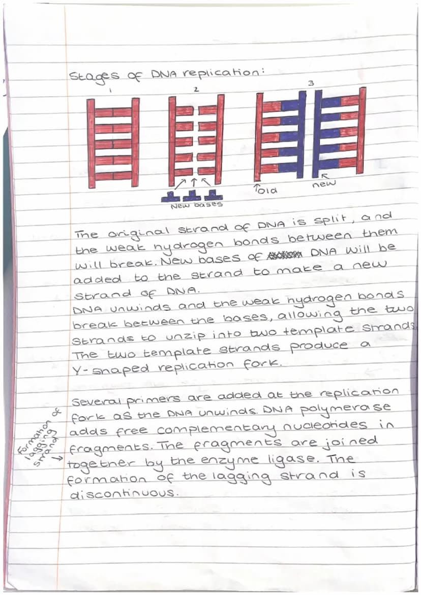 formation of
Strading
Replication of DNA
bu ของ
3'
Leading Strand (3' prime end).
Complimentary DNA
nucleotides are added
continuously to ma