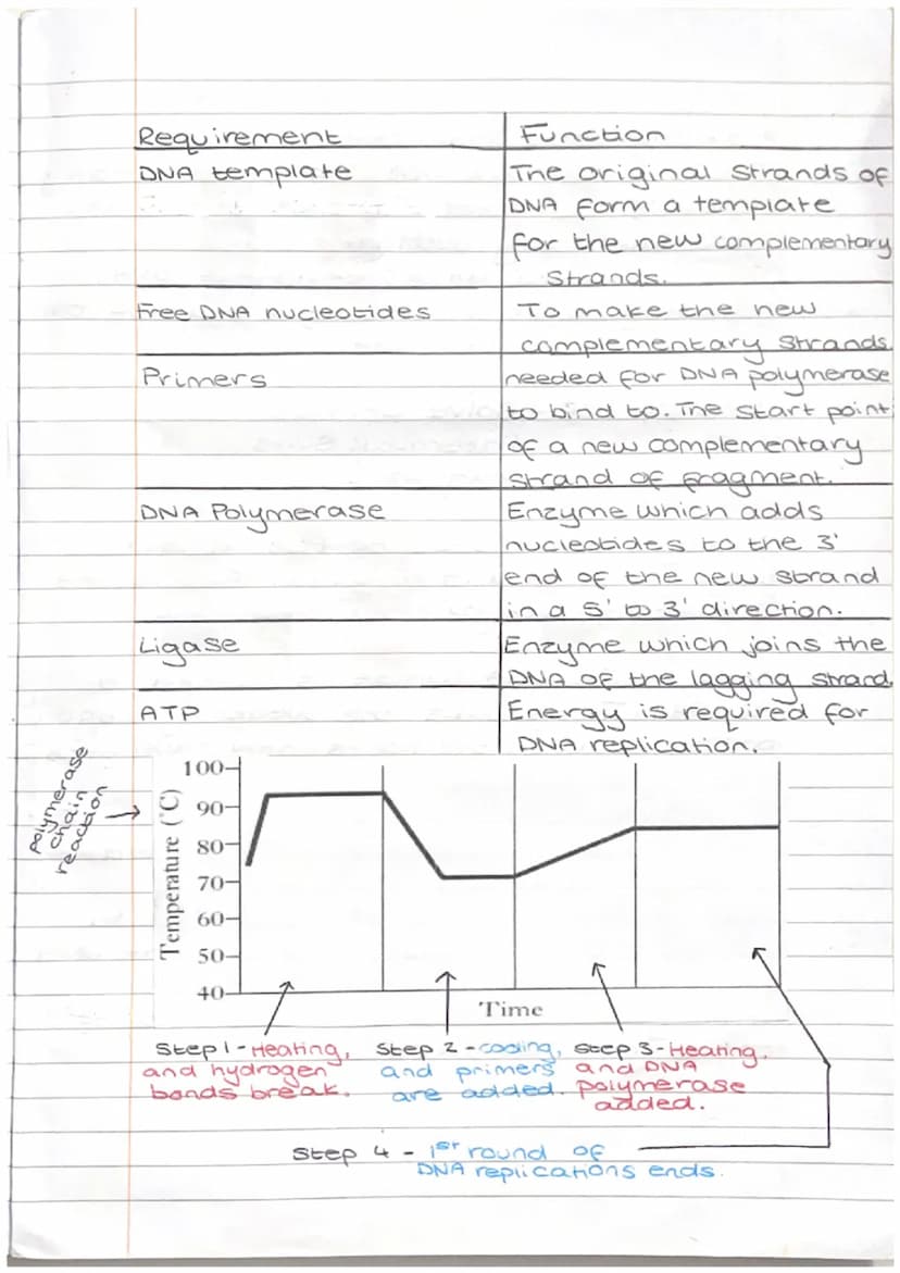 formation of
Strading
Replication of DNA
bu ของ
3'
Leading Strand (3' prime end).
Complimentary DNA
nucleotides are added
continuously to ma