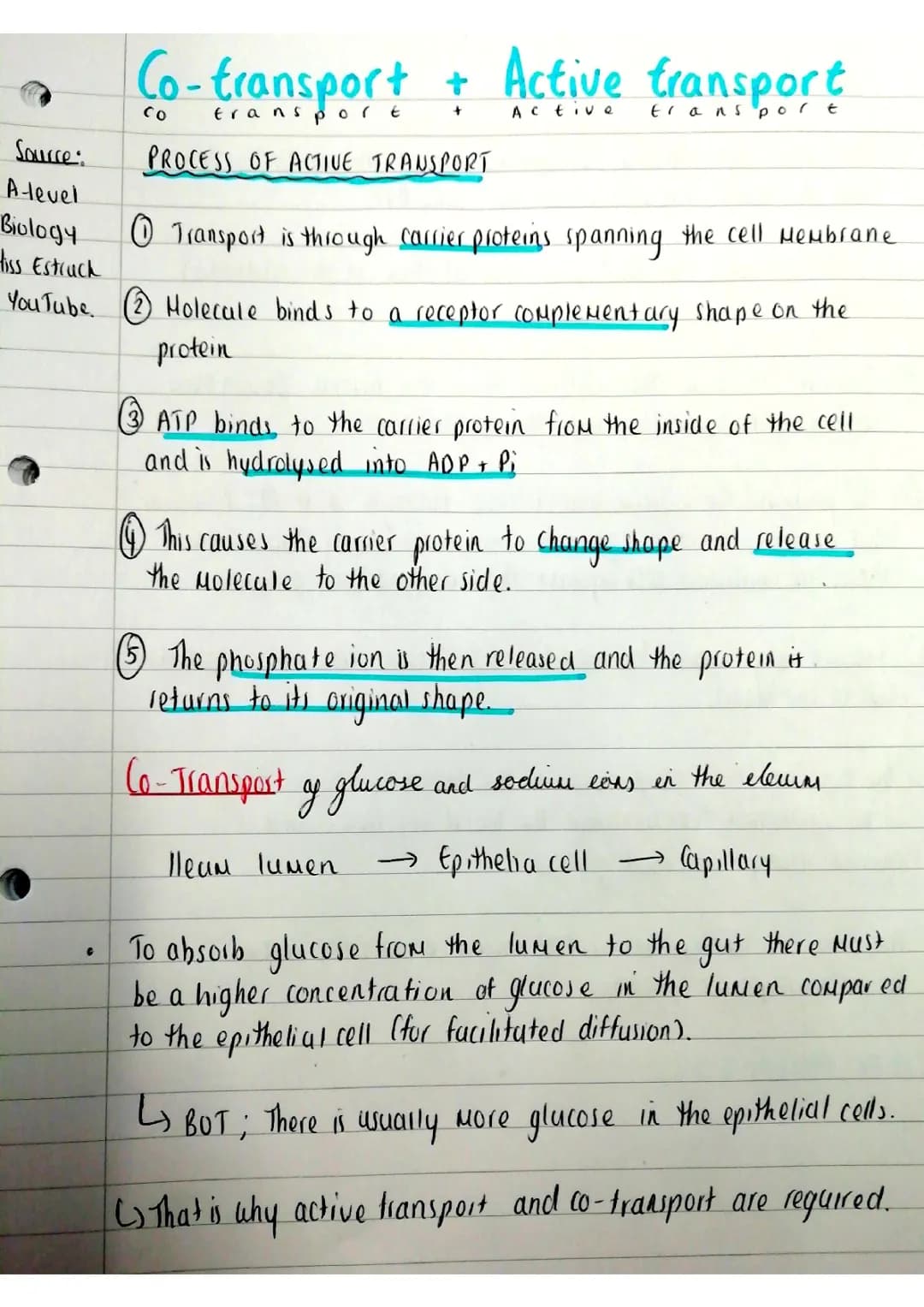 Co-transport in A Level Biology: Easy Notes for AQA Students