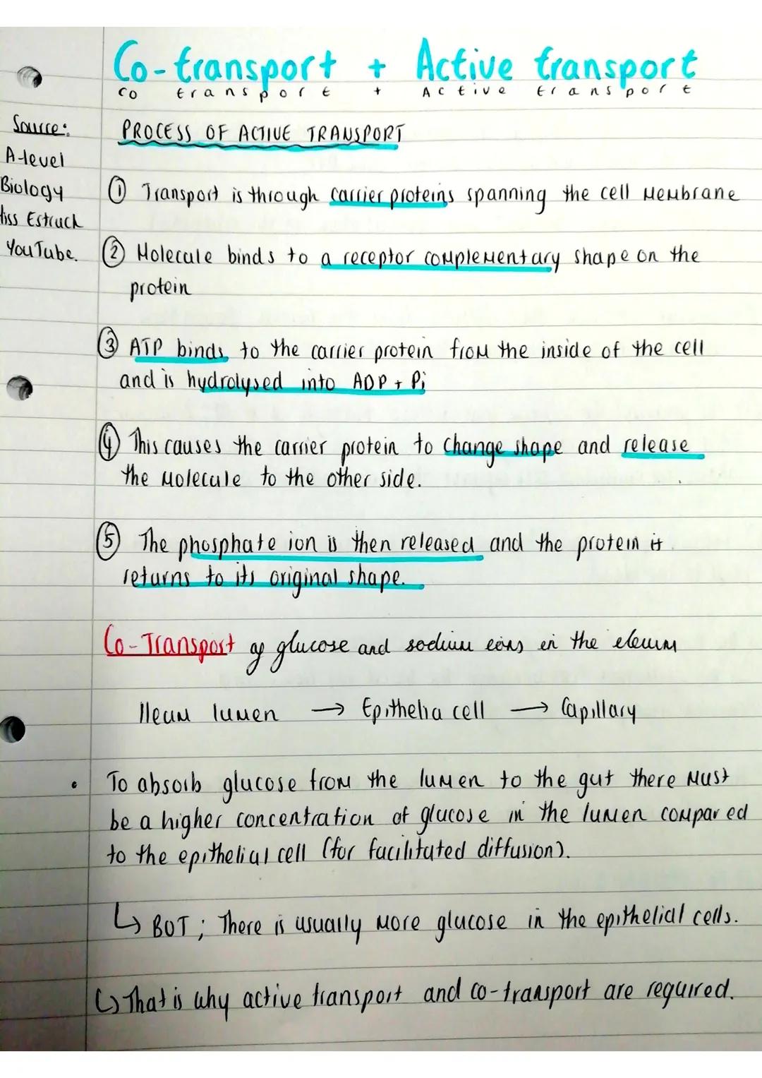 Source:
A-level
Biology
Hiss Estruck
YouTube.
Co-transport + Active transport
+
Active
PROCESS OF ACTIVE TRANSPORT
Ⓒ Transport is through ca