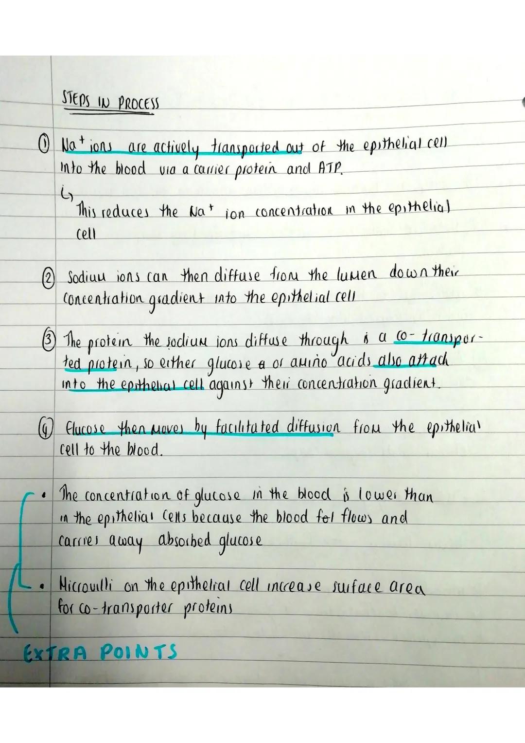 Source:
A-level
Biology
Hiss Estruck
YouTube.
Co-transport + Active transport
+
Active
PROCESS OF ACTIVE TRANSPORT
Ⓒ Transport is through ca