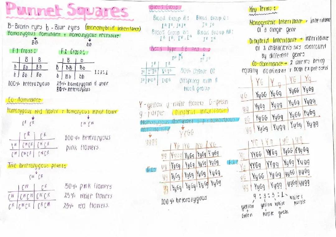 Let's Learn Punnett Squares: Inheritance, Co-Dominance, and More!