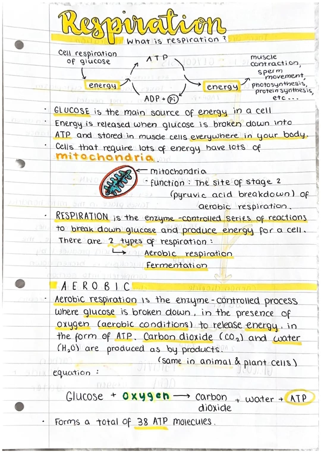 Respiration
w what is respiration ?
cell respiration
of glucose
energy
f
ATP
Kir
yaror
ADP+Pi
equation :
21 JOOXTO
bhilworks of im. Satt on 