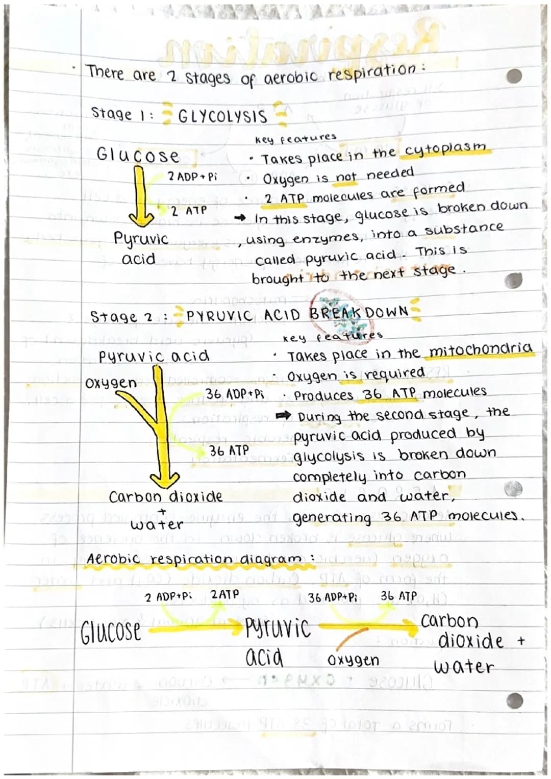 Respiration
w what is respiration ?
cell respiration
of glucose
energy
f
ATP
Kir
yaror
ADP+Pi
equation :
21 JOOXTO
bhilworks of im. Satt on 