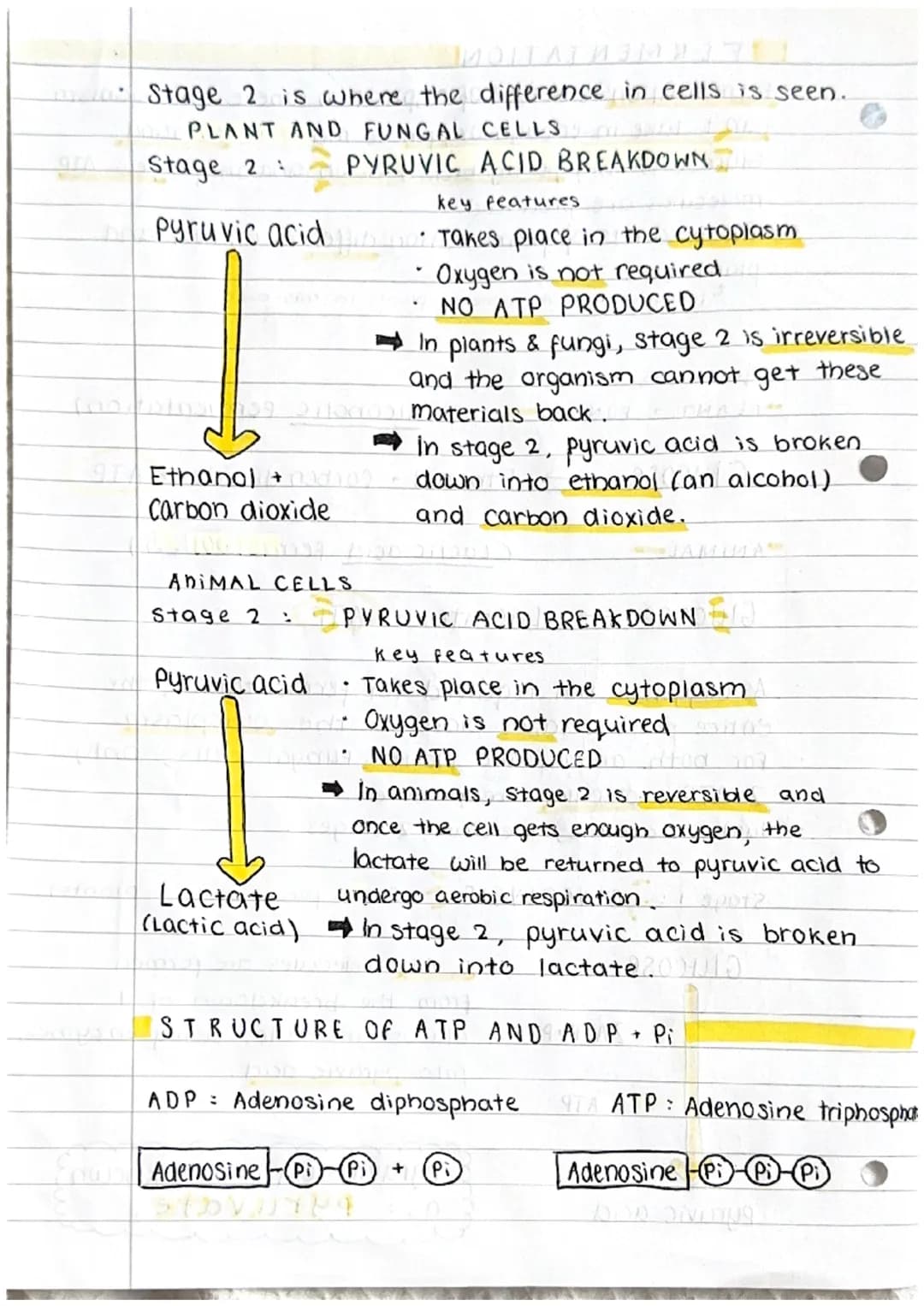 Respiration
w what is respiration ?
cell respiration
of glucose
energy
f
ATP
Kir
yaror
ADP+Pi
equation :
21 JOOXTO
bhilworks of im. Satt on 