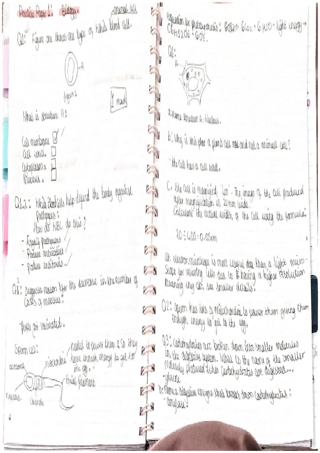 Brolodgy Bitty Biology.
Practise paper-paper 1.
Cell
Cells &
animal:
membrany
b
Plant:
to,
nucleus.
-cytoplasm
mitochondria-
(respiration)
R