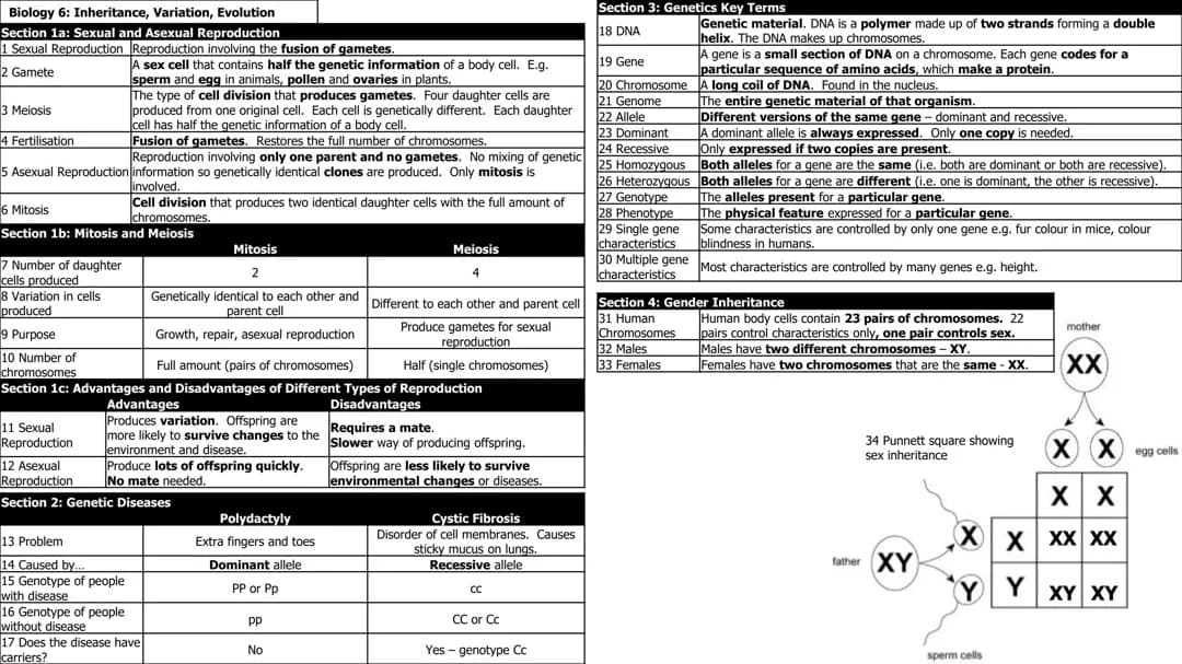 Fun Study Guide: Inheritance & Evolution for Kids!