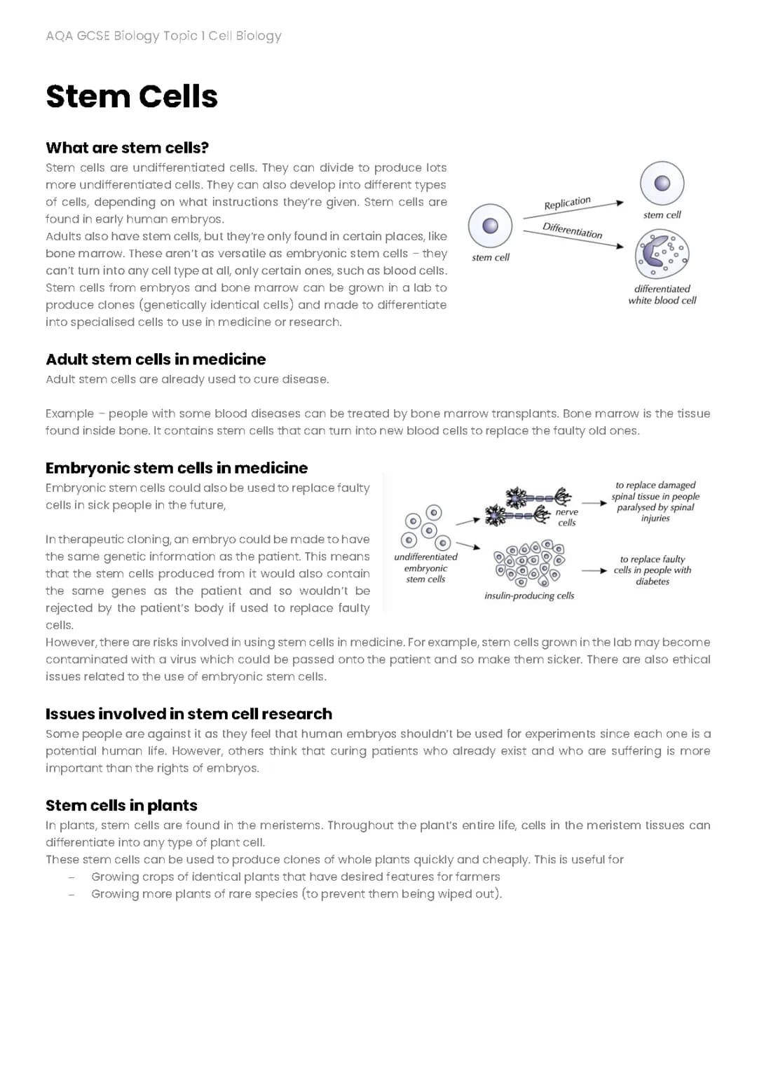 GCSE AQA Biology Stem Cells