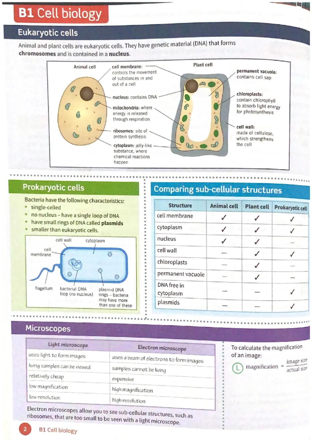 B1 Cell biology
Eukaryotic cells
Animal and plant cells are eukaryotic cells. They have genetic material (DNA) that forms
chromosomes and is