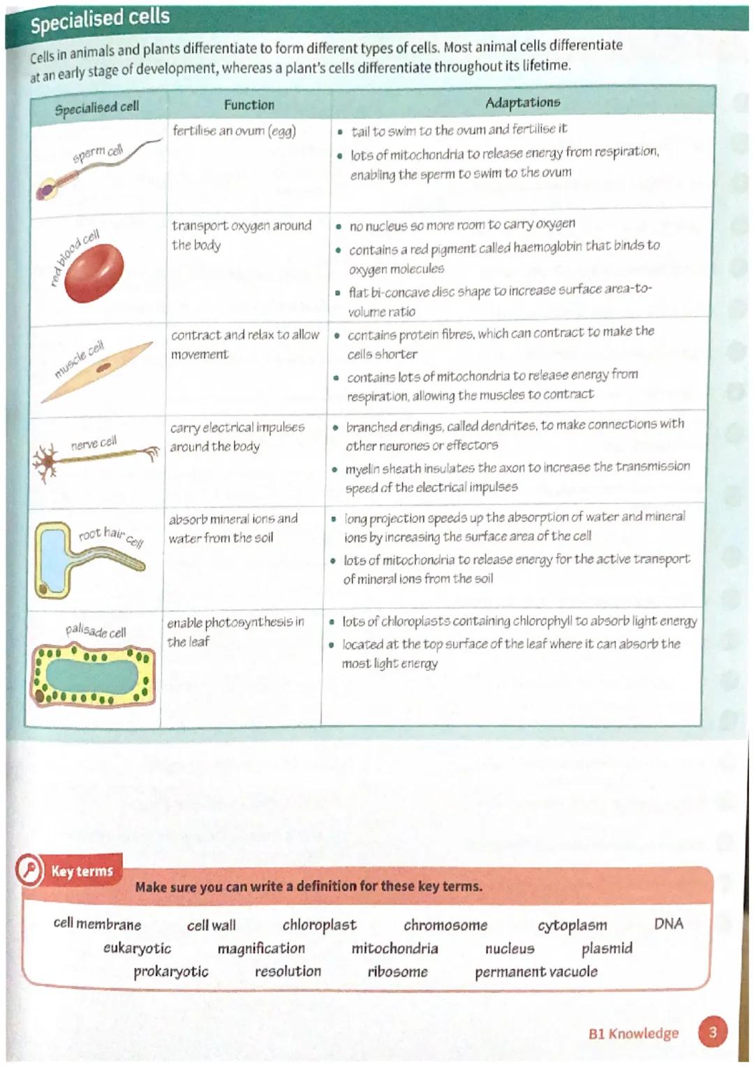 B1 Cell biology
Eukaryotic cells
Animal and plant cells are eukaryotic cells. They have genetic material (DNA) that forms
chromosomes and is
