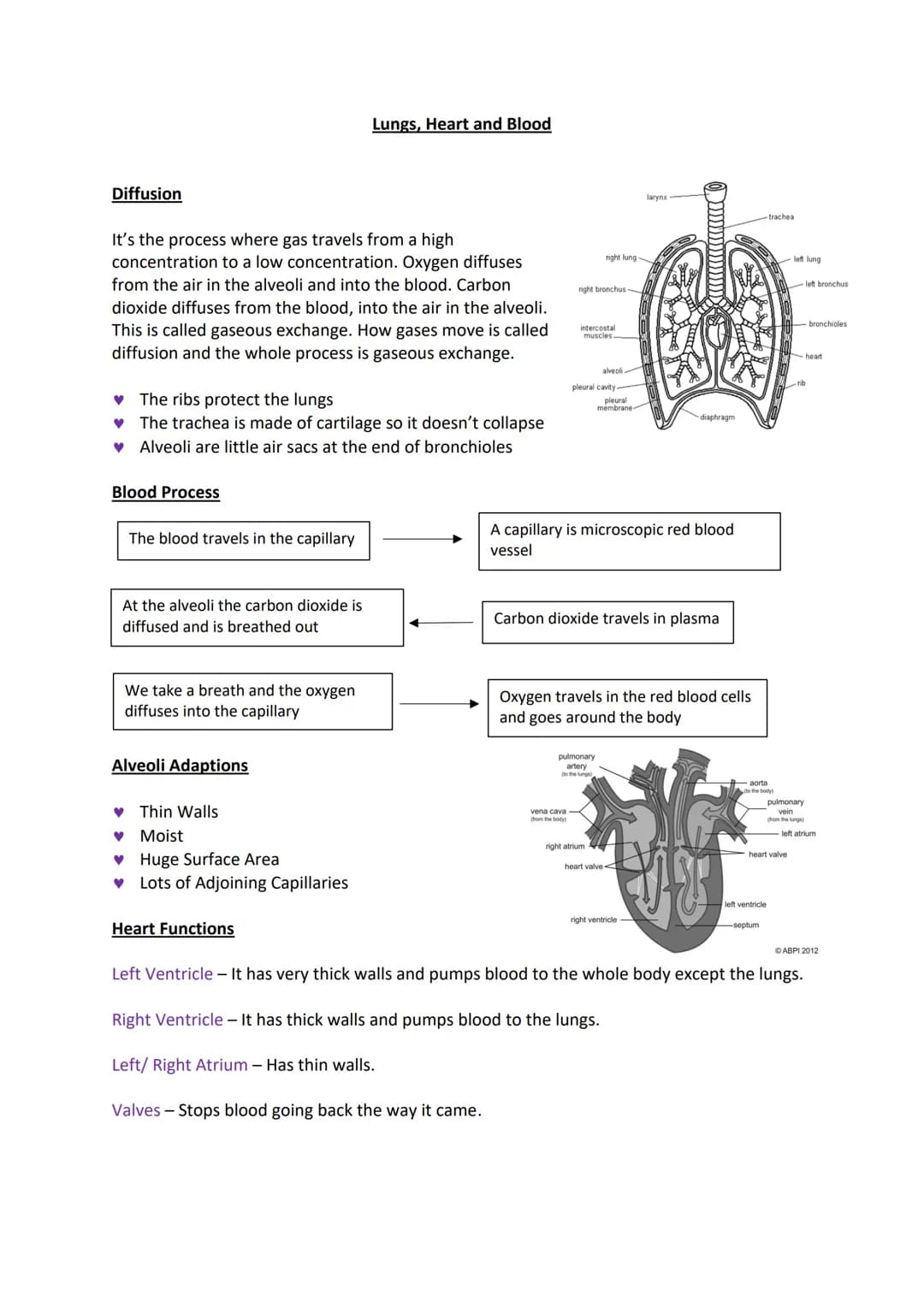 Diffusion
It's the process where gas travels from a high
concentration to a low concentration. Oxygen diffuses
from the air in the alveoli a