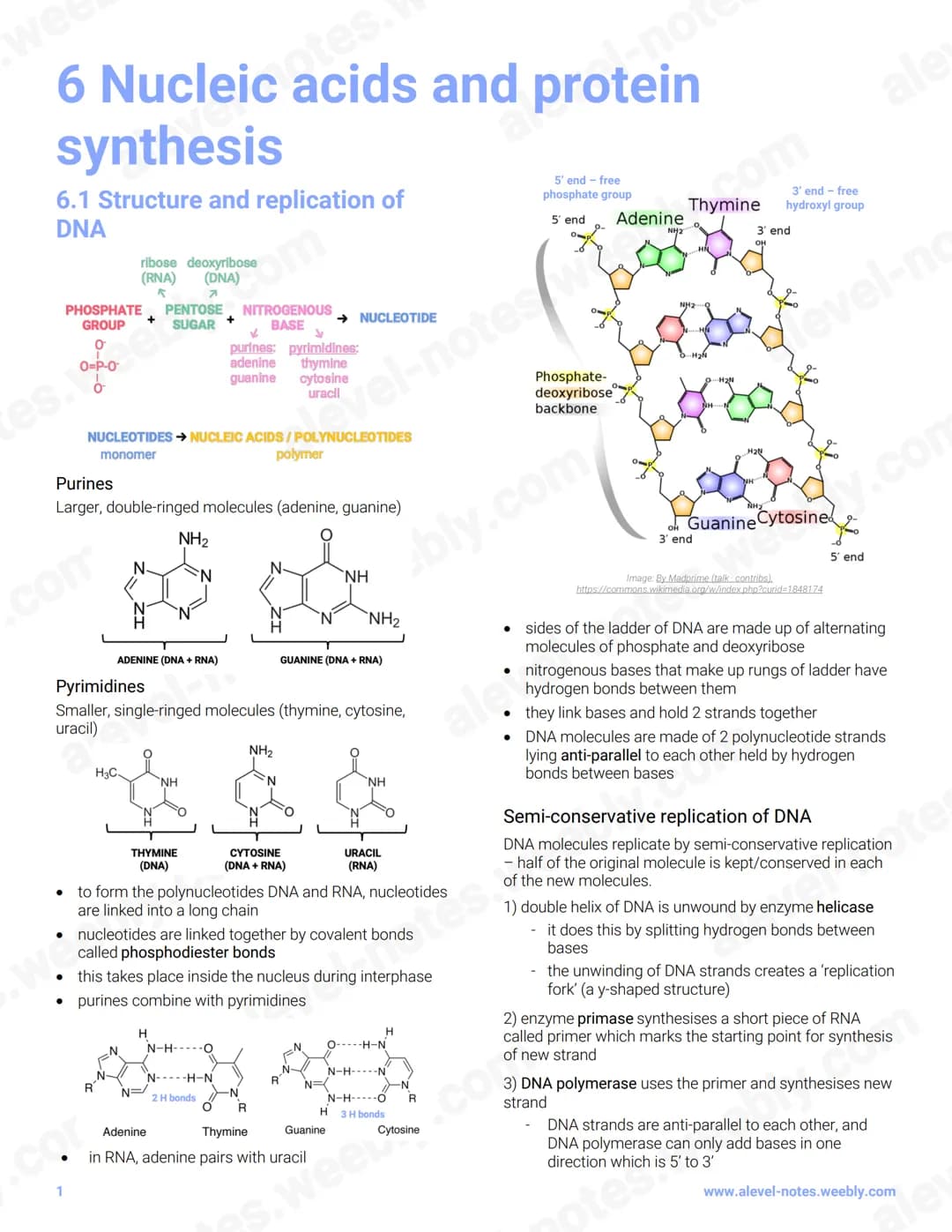 6 Nucleic acids and protenot
otes.
synthesis
6.1 Structure and replication of
DNA
tes.%
BASE
PHOSPHATE PENTOSE NITROGENOUS
GROUP
SUGAR
0
.co