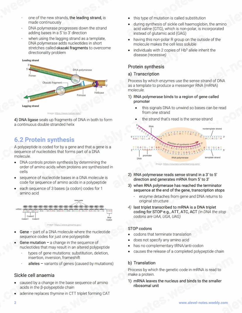 6 Nucleic acids and protenot
otes.
synthesis
6.1 Structure and replication of
DNA
tes.%
BASE
PHOSPHATE PENTOSE NITROGENOUS
GROUP
SUGAR
0
.co
