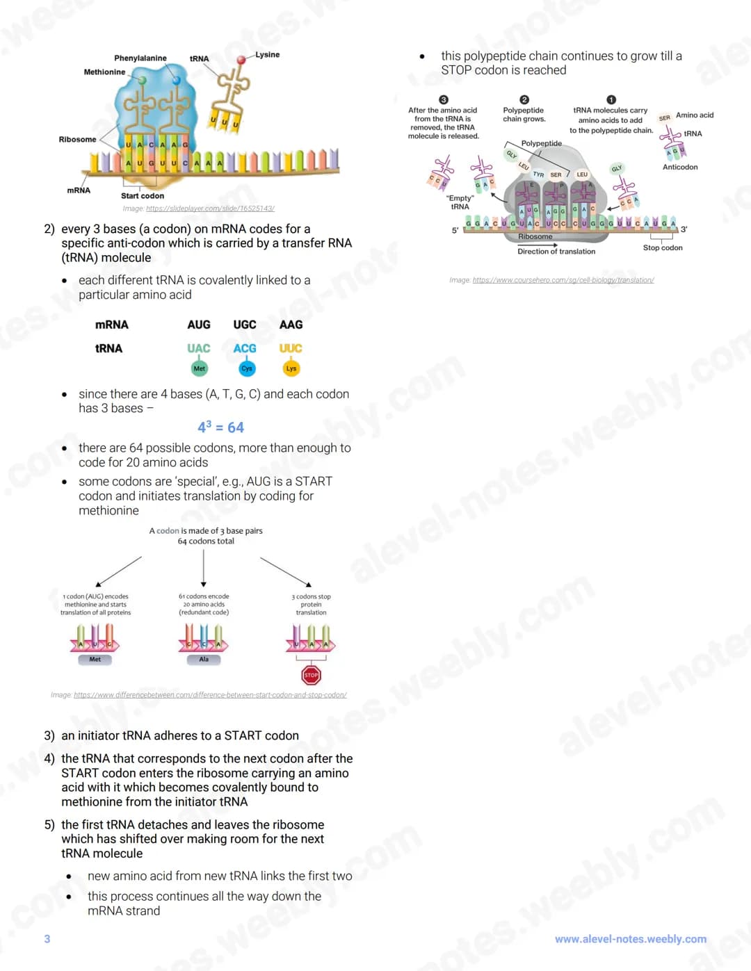 6 Nucleic acids and protenot
otes.
synthesis
6.1 Structure and replication of
DNA
tes.%
BASE
PHOSPHATE PENTOSE NITROGENOUS
GROUP
SUGAR
0
.co