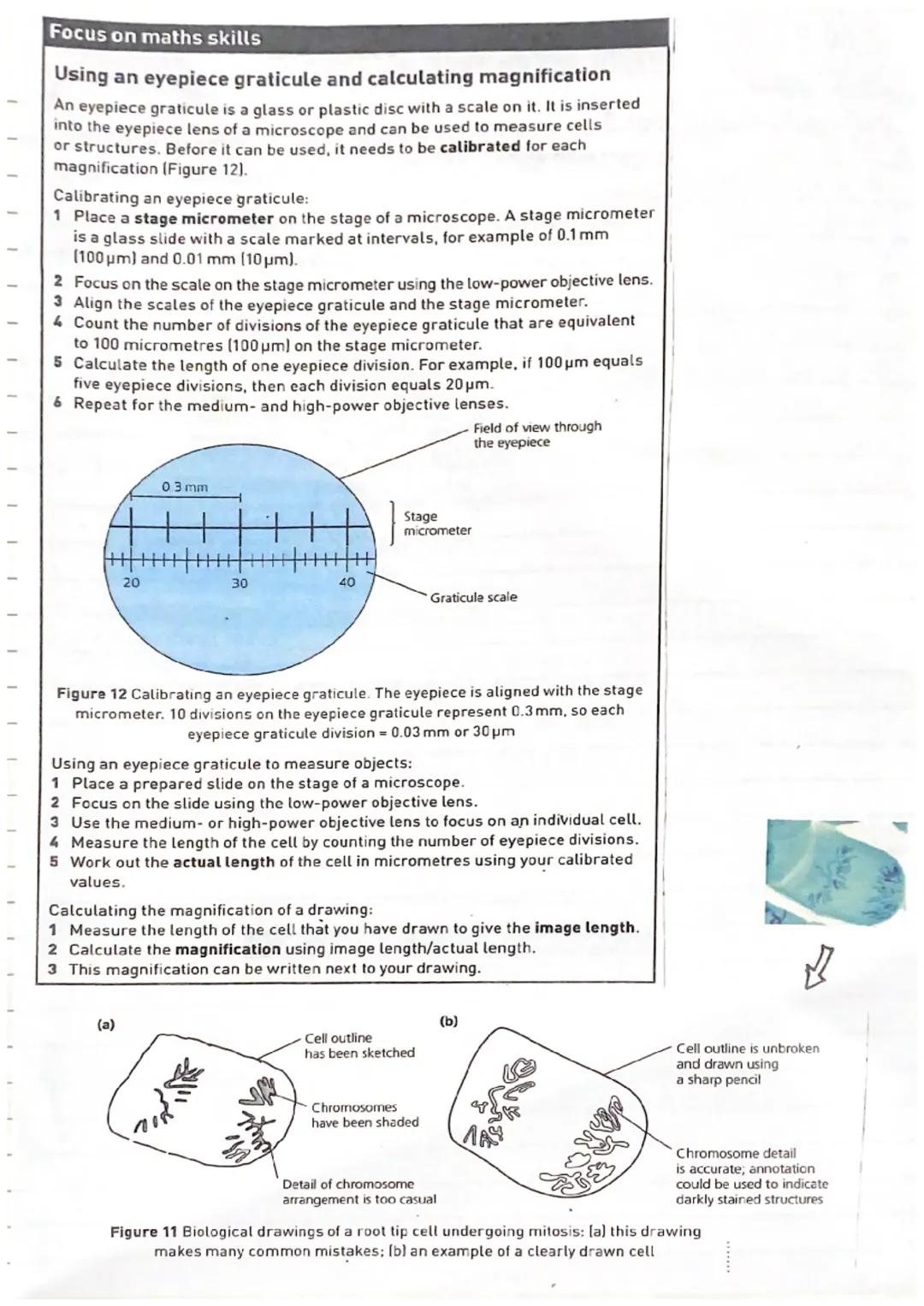 # Focus on maths skills

## Using an eyepiece graticule and calculating magnification

An eyepiece graticule is a glass or plastic disc with