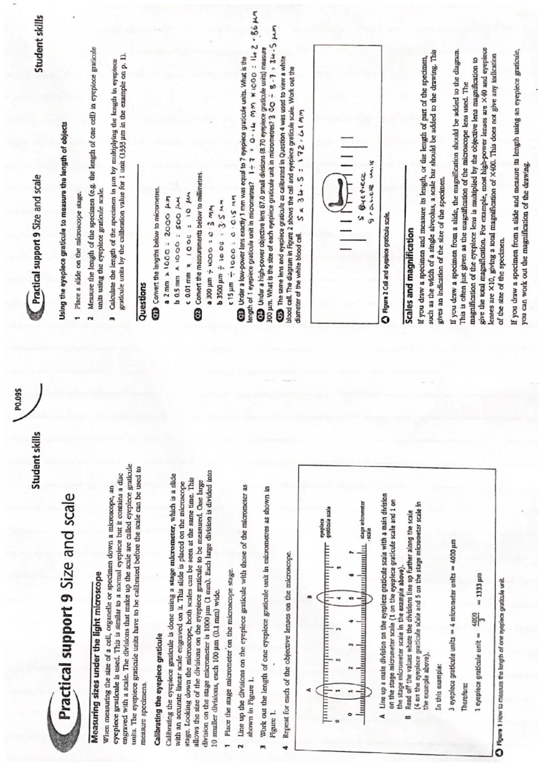 # Focus on maths skills

## Using an eyepiece graticule and calculating magnification

An eyepiece graticule is a glass or plastic disc with