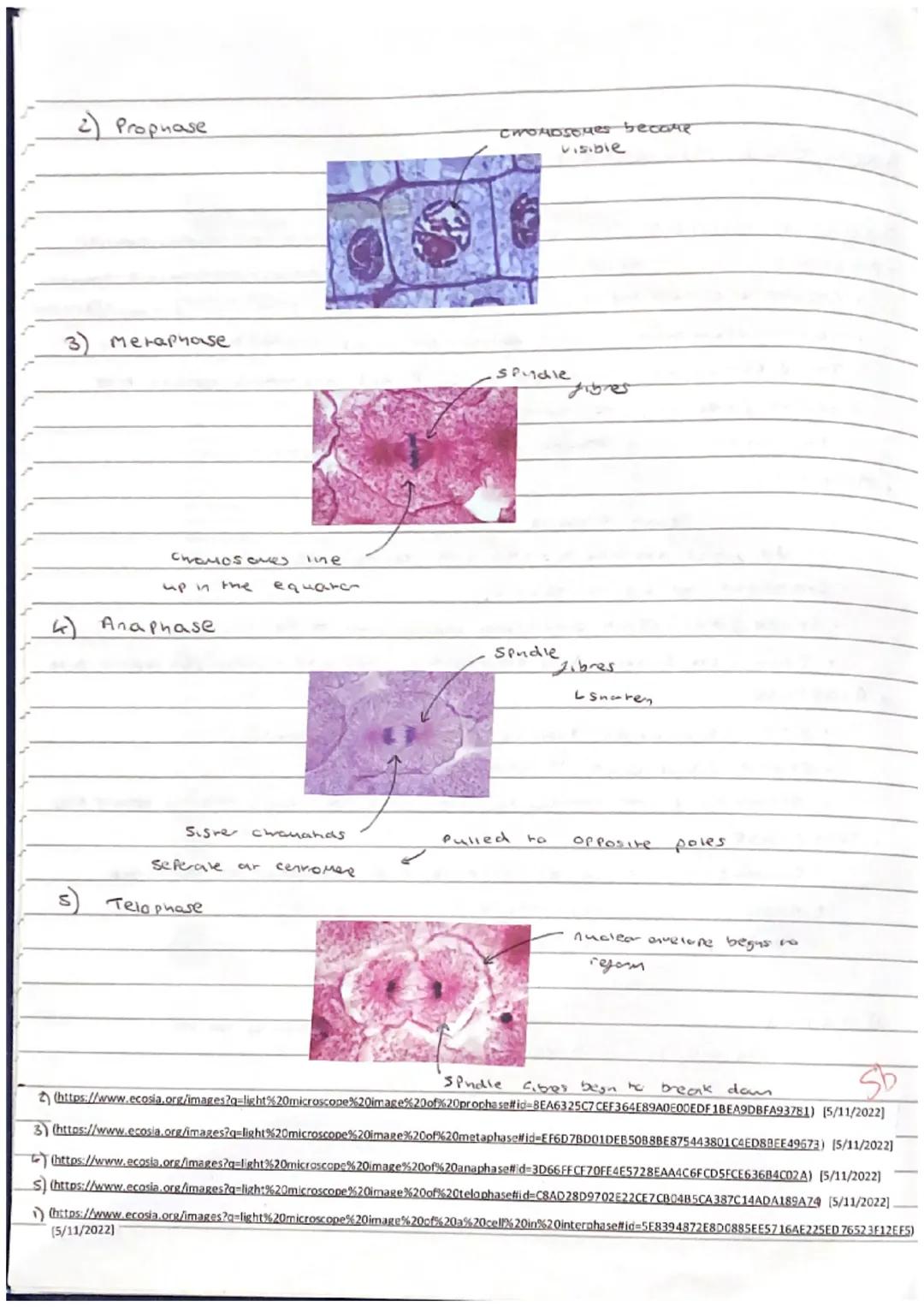 # Focus on maths skills

## Using an eyepiece graticule and calculating magnification

An eyepiece graticule is a glass or plastic disc with