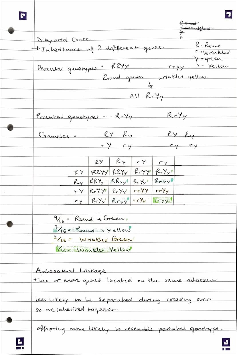 3.7 - Generics, populatious, evolution and
ecosystems.
Ji
3.7.1 - Inheritance..
arganism
Genotype - Constitution of genes in an
Phenotype - 