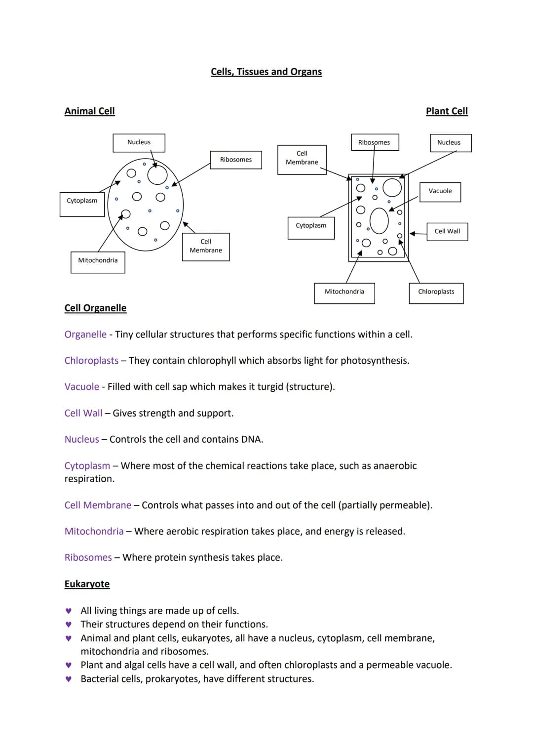 Animal Cell
Cytoplasm
Mitochondria
Nucleus
Cell Organelle
Cells, Tissues and Organs
Ribosomes
Cell
Membrane
Eukaryote
Nucleus - Controls the