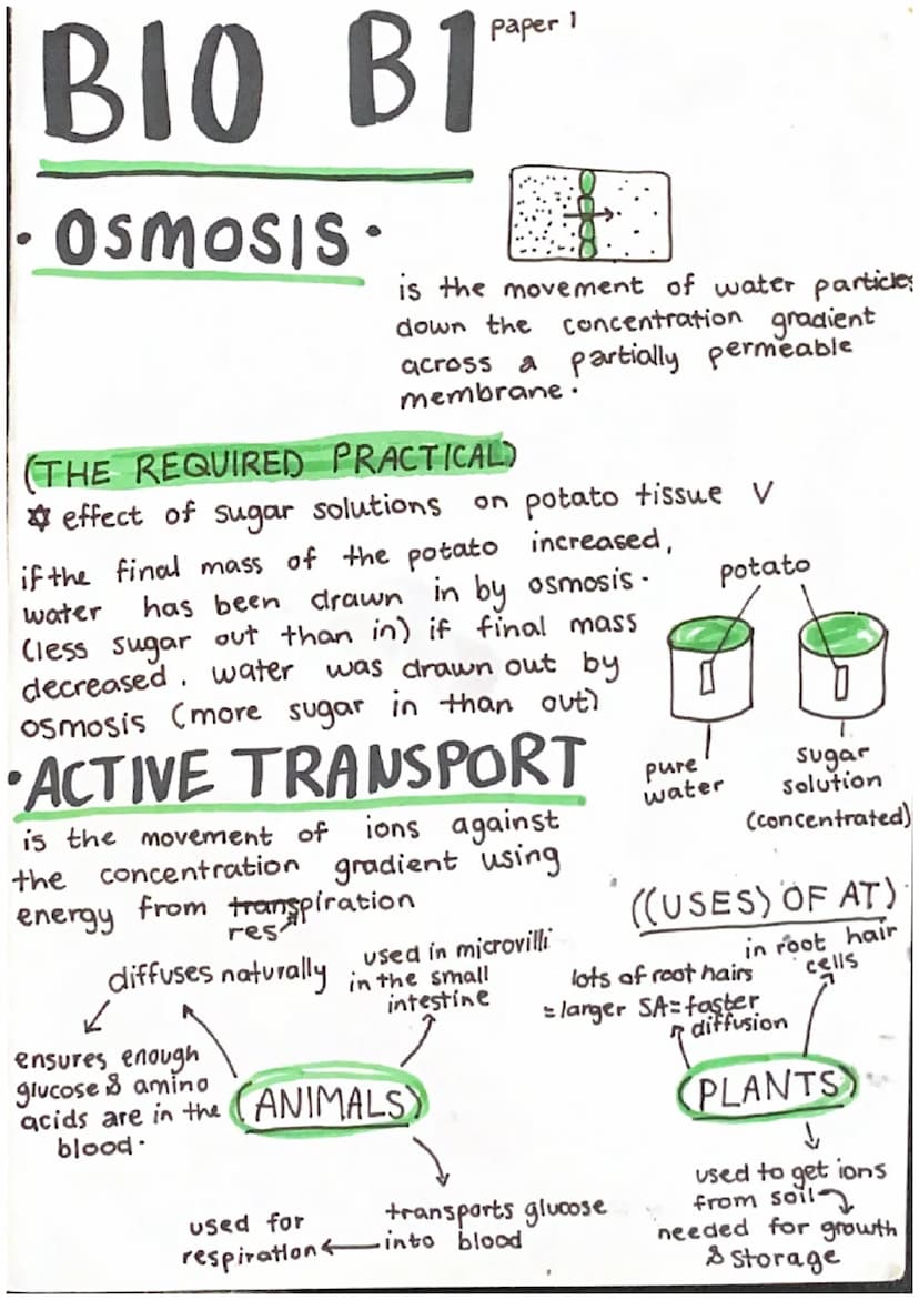 BIO BI
cell structure
RIBOSOME protein synthesis
CYTOPLASM =
where all
chemical reactions
happen
=
MITOCHONDRIA =
paper 1
animal / Eukaryoti