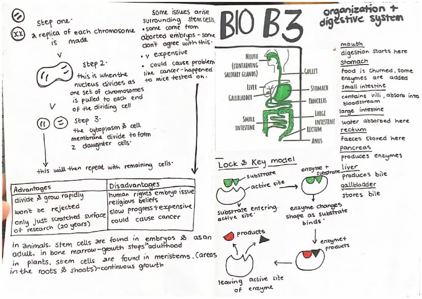 BIO BI
cell structure
RIBOSOME protein synthesis
CYTOPLASM =
where all
chemical reactions
happen
=
MITOCHONDRIA =
paper 1
animal / Eukaryoti