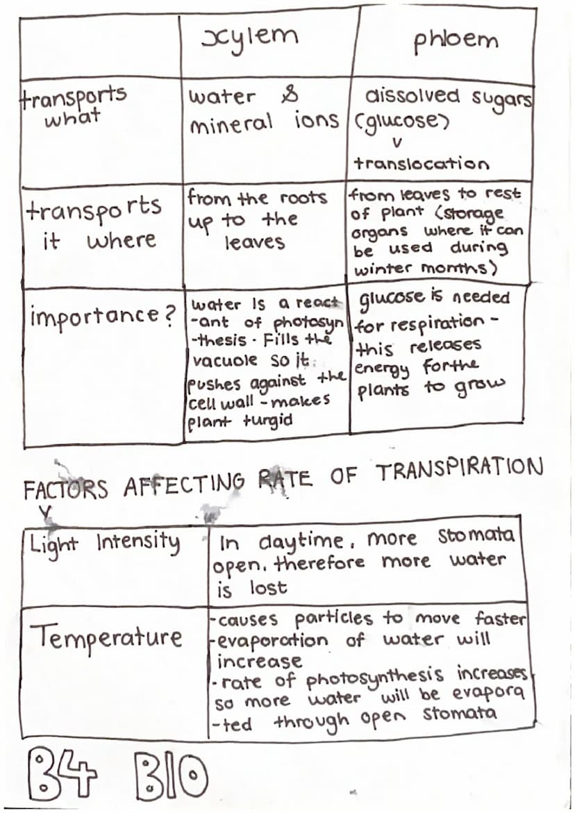 BIO BI
cell structure
RIBOSOME protein synthesis
CYTOPLASM =
where all
chemical reactions
happen
=
MITOCHONDRIA =
paper 1
animal / Eukaryoti