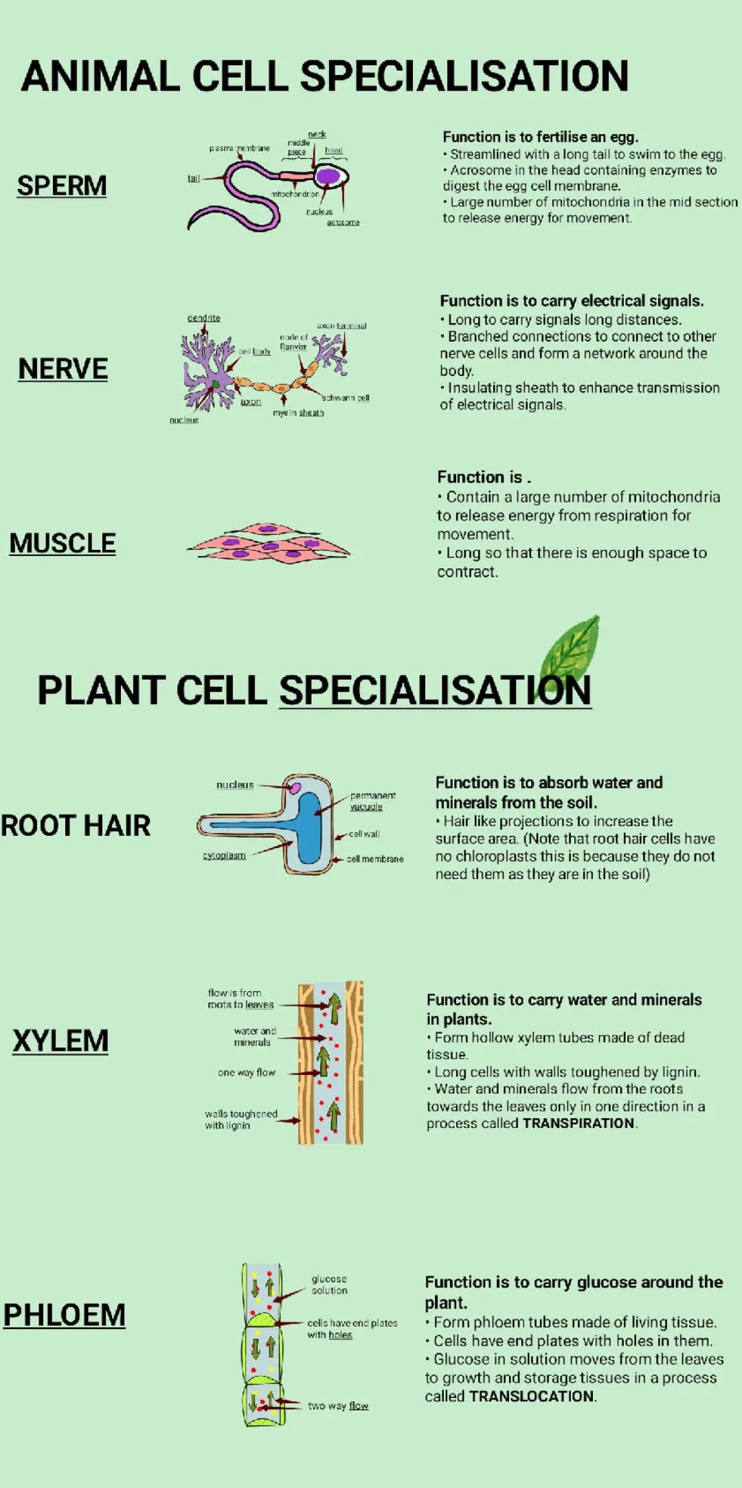 CELL SPECIALISATION
