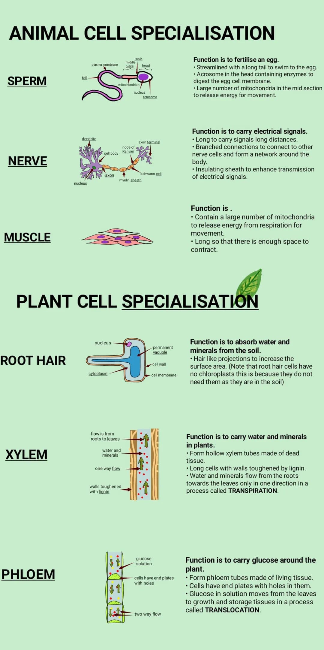 ANIMAL CELL SPECIALISATION
SPERM
NERVE
MUSCLE
ROOT HAIR
XYLEM
tail
PHLOEM
dendrite
nucleus
middle
plasma membrane piece head
Š
cell body
axo