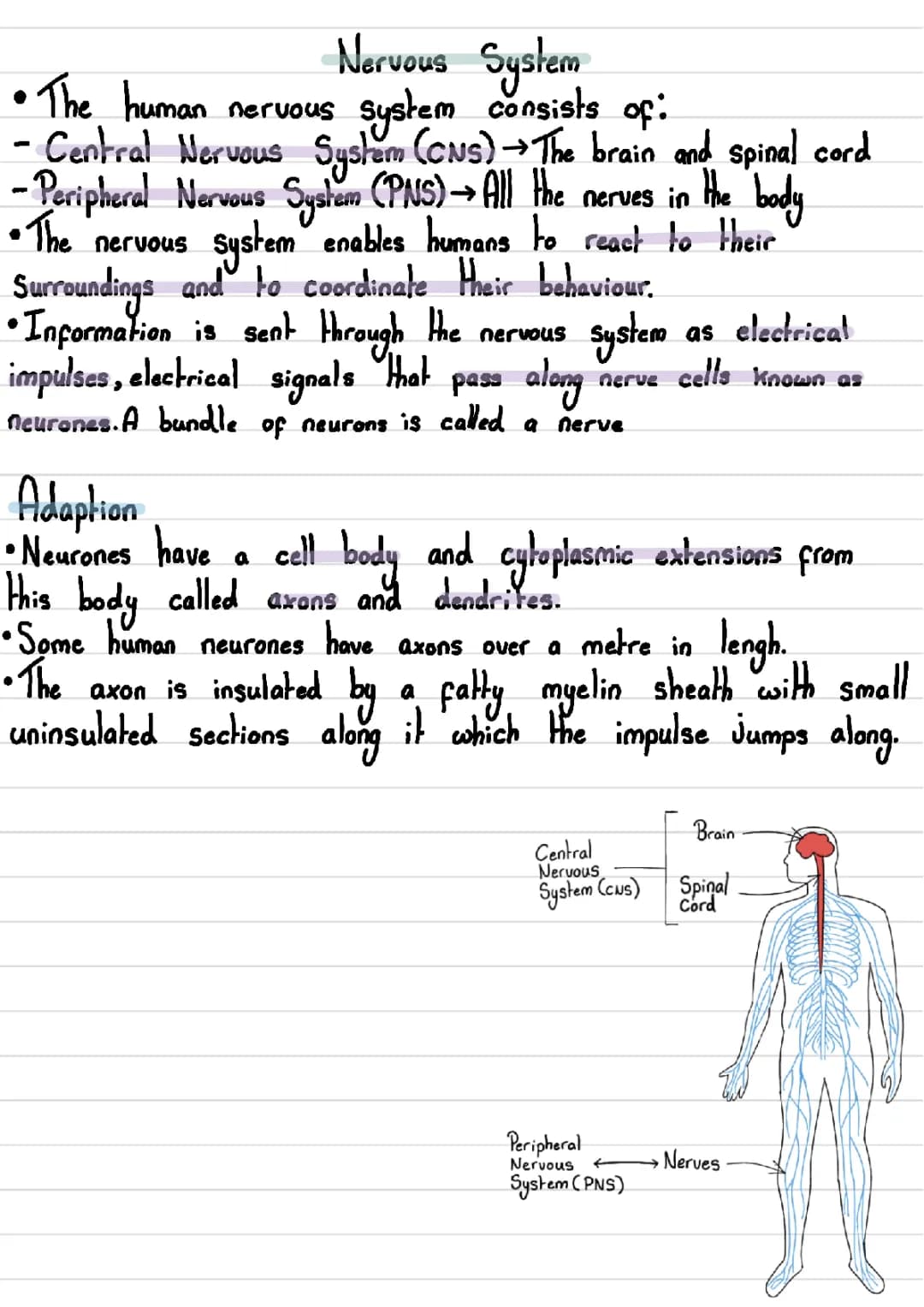 Awesome B5 Science Nervous System Notes and Study Guide for GCSE