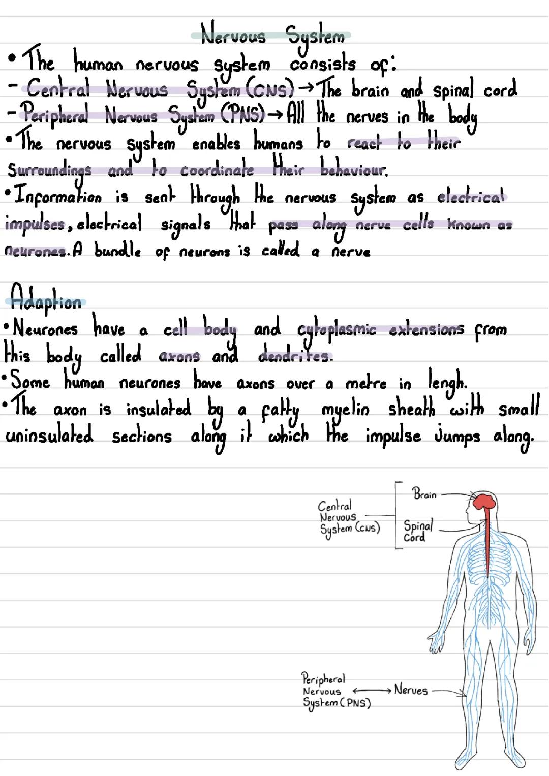 Awesome B5 Science Nervous System Notes and Study Guide for GCSE