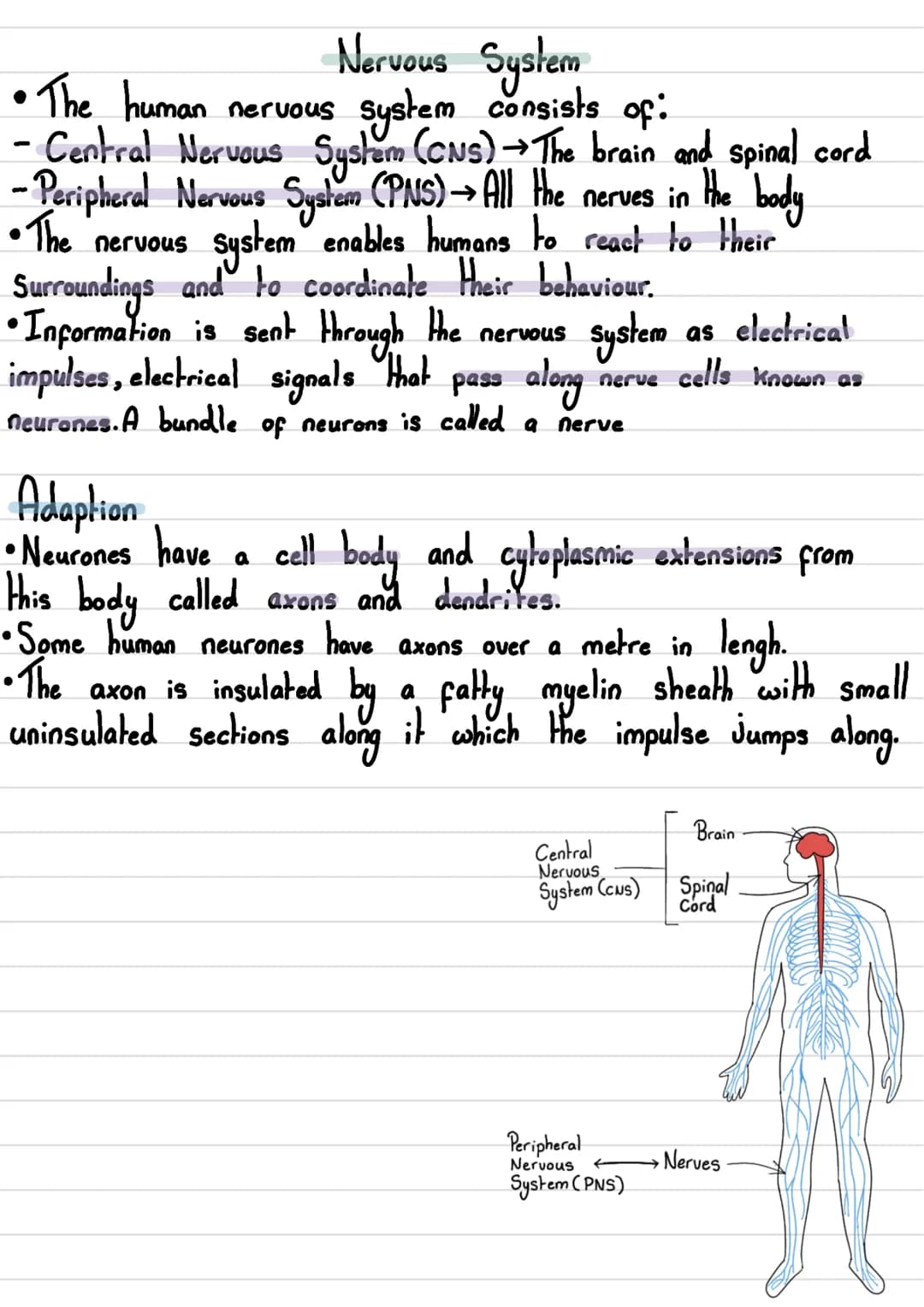 • The human nervous
Nervous System
system consists of:
body
•The
- Central Nervous System (CNS) →The brain and spinal cord
- Peripheral Nerv