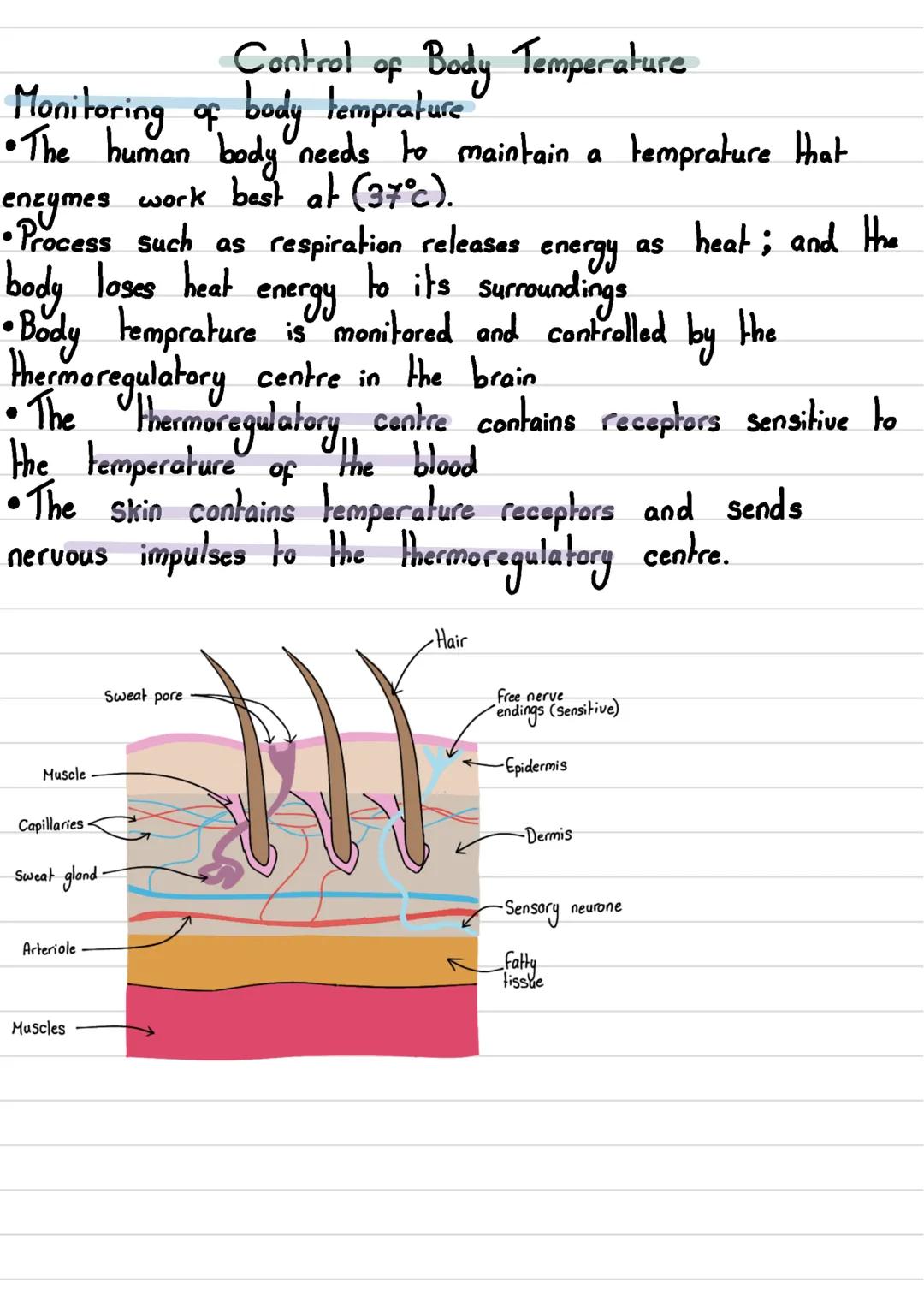 • The human nervous
Nervous System
system consists of:
body
•The
- Central Nervous System (CNS) →The brain and spinal cord
- Peripheral Nerv