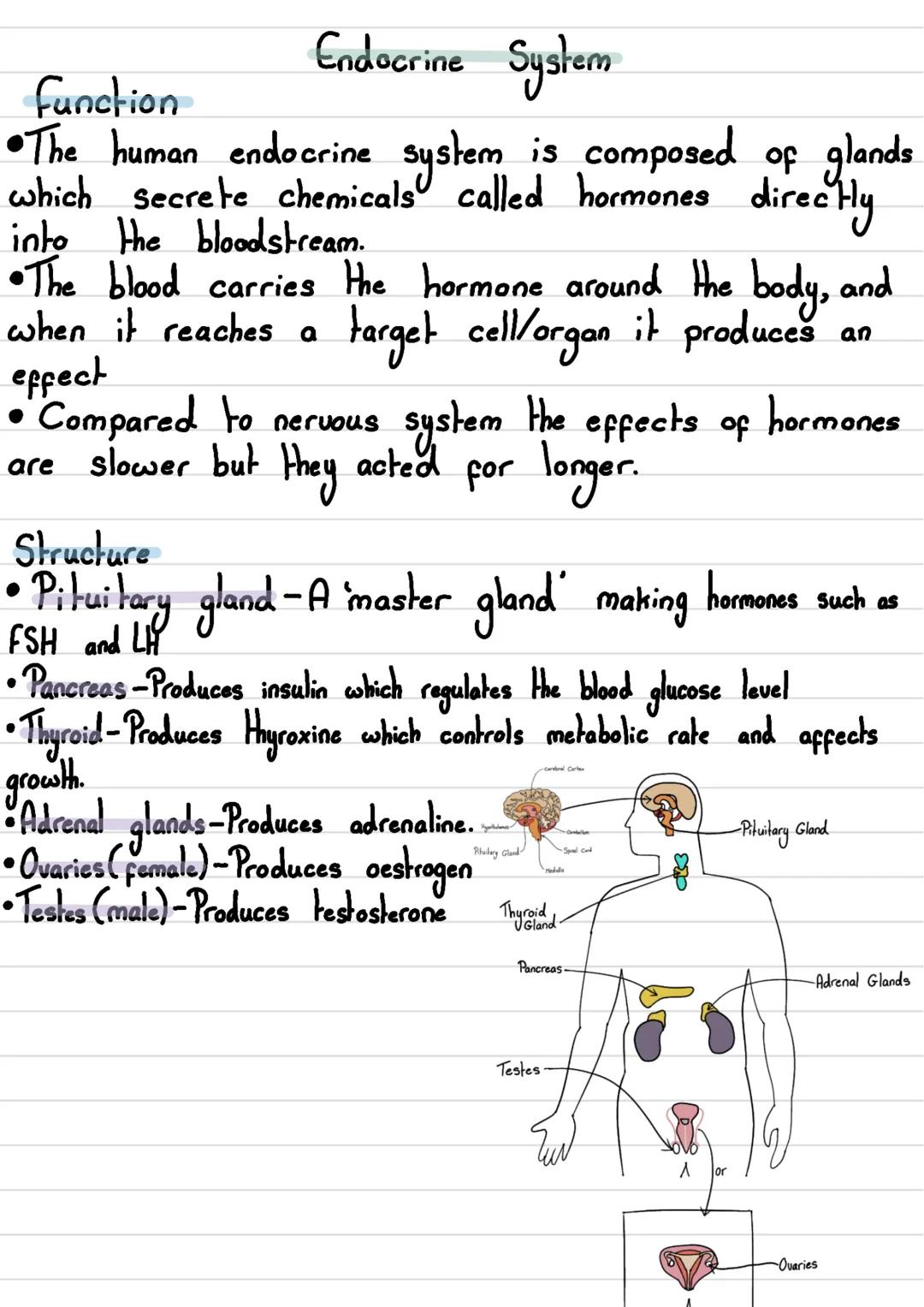 • The human nervous
Nervous System
system consists of:
body
•The
- Central Nervous System (CNS) →The brain and spinal cord
- Peripheral Nerv