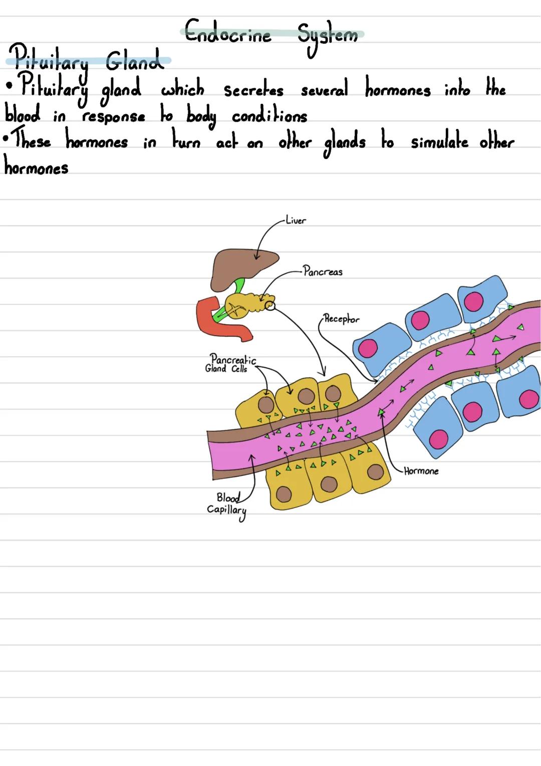 • The human nervous
Nervous System
system consists of:
body
•The
- Central Nervous System (CNS) →The brain and spinal cord
- Peripheral Nerv