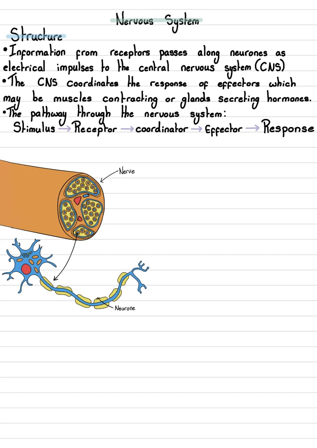 • The human nervous
Nervous System
system consists of:
body
•The
- Central Nervous System (CNS) →The brain and spinal cord
- Peripheral Nerv