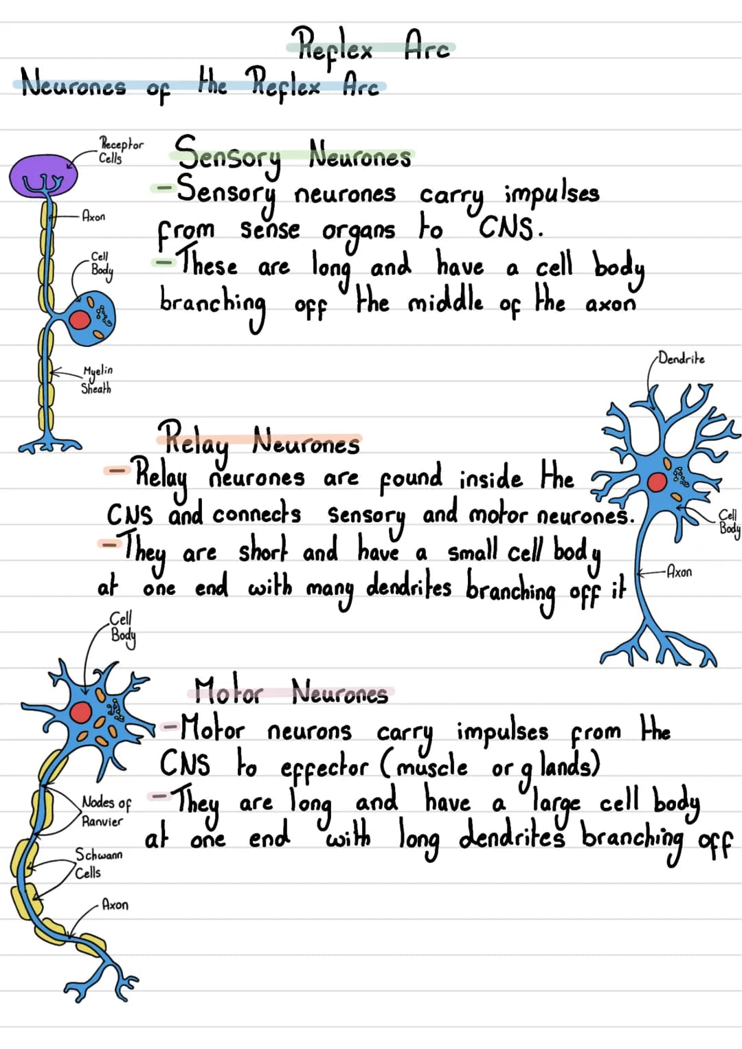 • The human nervous
Nervous System
system consists of:
body
•The
- Central Nervous System (CNS) →The brain and spinal cord
- Peripheral Nerv