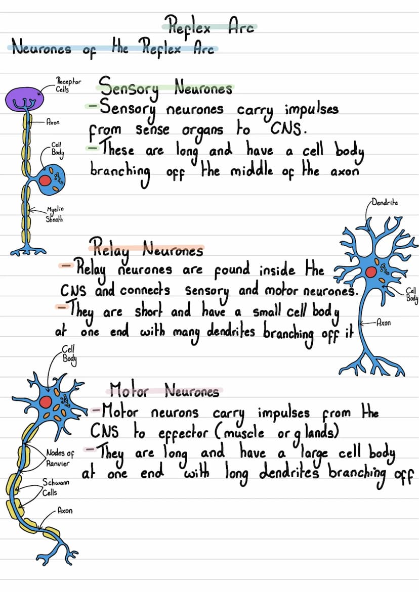 • The human nervous
Nervous System
system consists of:
body
•The
- Central Nervous System (CNS) →The brain and spinal cord
- Peripheral Nerv