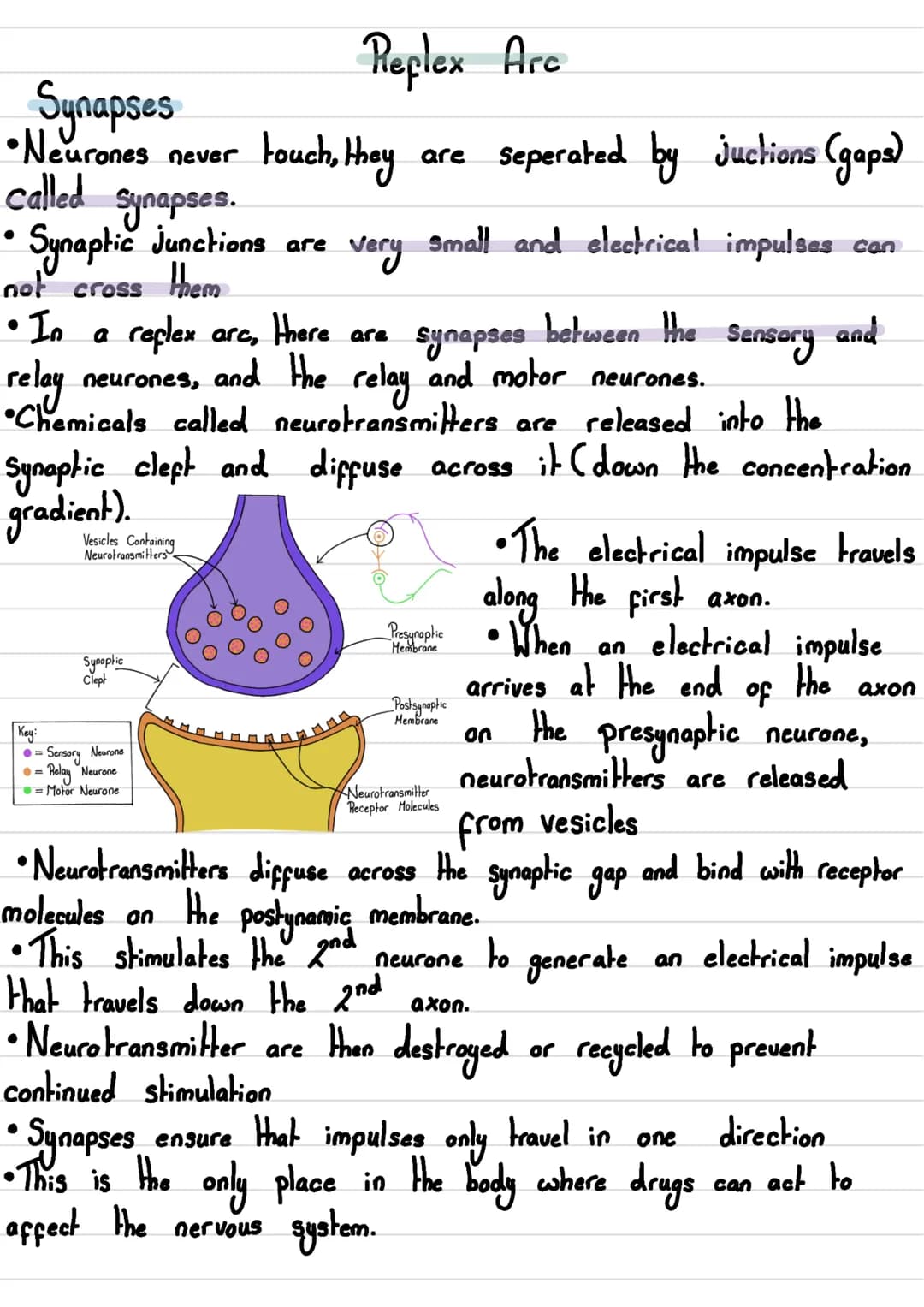 • The human nervous
Nervous System
system consists of:
body
•The
- Central Nervous System (CNS) →The brain and spinal cord
- Peripheral Nerv