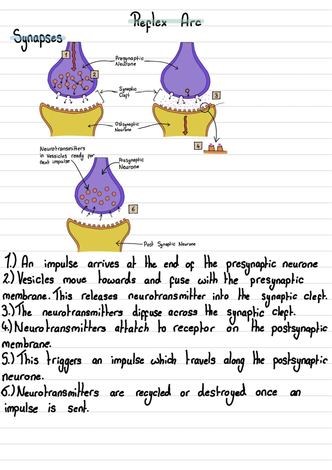 • The human nervous
Nervous System
system consists of:
body
•The
- Central Nervous System (CNS) →The brain and spinal cord
- Peripheral Nerv