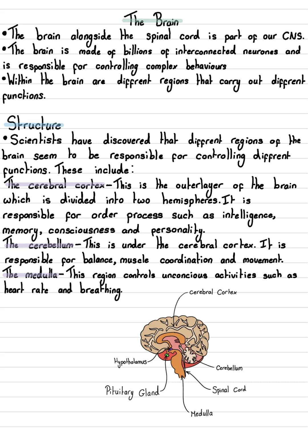 • The human nervous
Nervous System
system consists of:
body
•The
- Central Nervous System (CNS) →The brain and spinal cord
- Peripheral Nerv