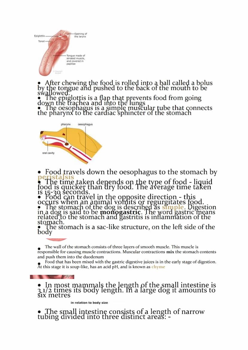 • Ingestion - taking food into the body
Peristalsis - propelling food along the digestive system
by muscular contractions of the gut wall
Di